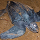 Image for article titled Proud Species Commits Suicide Rather Than Be Driven To Extinction By Humans